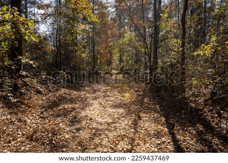 Old Trace on the Natchez Trace parkway. Trail was created and used by Native Americans for centuries, and was later used by early European and American explorers, traders, and emigrants. Fall colors. 