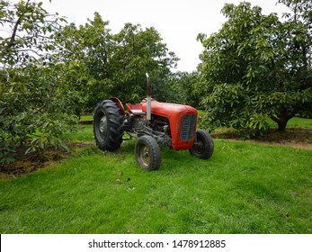 Old Tractor At An Avocado Farm/orchard, Far North, New Zealand