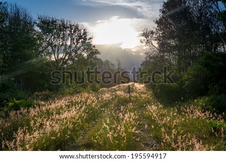 Old train track covered in plants during sunset