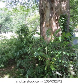 An Old tree