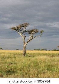 An old tree