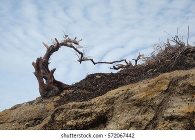 Old tree