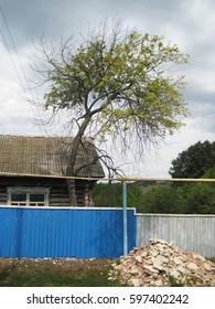 Old tree 
