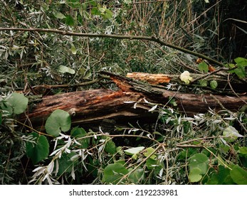 Old Tree After Storm In Garden