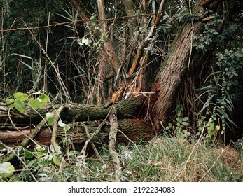 Old Tree After Storm In Garden