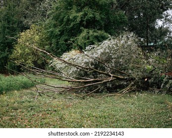 Old Tree After Storm In Garden