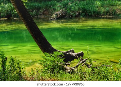 An Old Tree Almost Fall Beside A Green River