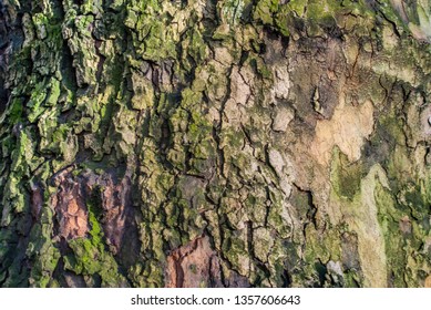 Old tree bark background texture close up