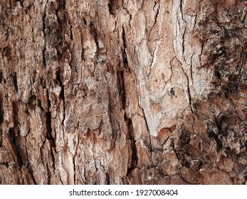 Old tree bark with beautiful patterns for graphic design or wallpapers.Natural background in abstract style.
