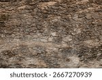 Old Tree Bark Texture Background