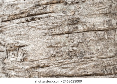 Old tree bark texture background close up - Powered by Shutterstock - Get 15% off with code: PIKWIZARD15