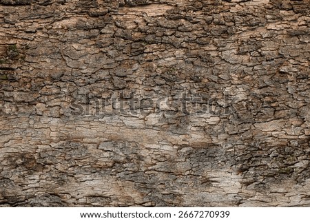 Old Tree Bark Texture Background