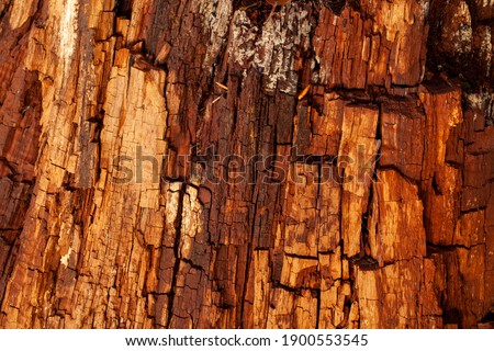 Old tree bark texture in decay. Natural wood pattern 