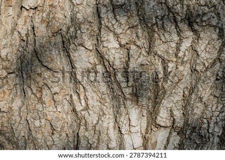 Old tree bark texture with deep cracks, close-up of rough organic wood surface under sunlight, harsh natural background.