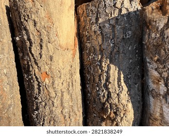 Old Tree Bark Texture with Lichen
Description: Close up of old tree bark texture with lichen and rough surface. Two logs standing. Natural wood bark background.