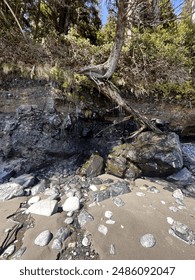 Old tree at the beach 