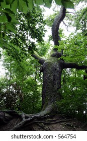 Old tree in beech forest