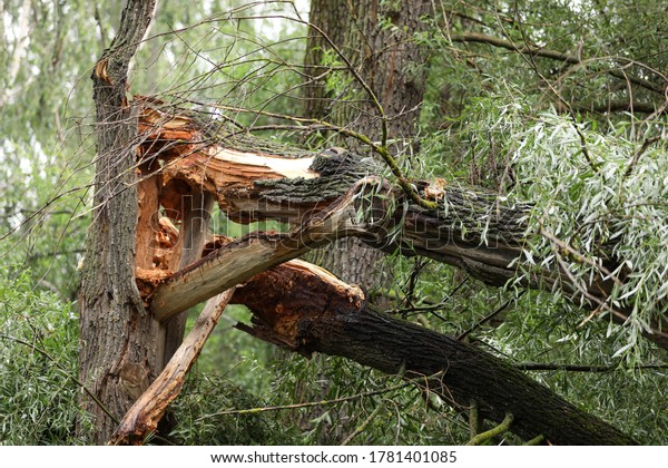Old tree\
broken by storm wind. Falling tree\
accident