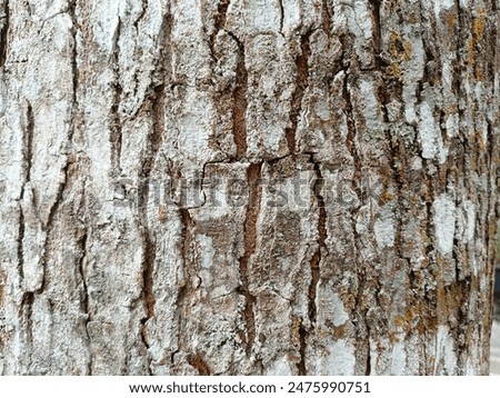 an old tree, with brown bark