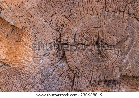 A old tree cut and fallen spends it's final days on it's side to decay with time