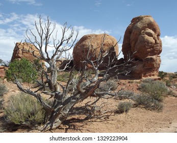 old tree in desert