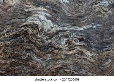 old tree and fabulous natural wood texture