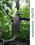 Old tree with a face