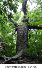 Old tree with a face