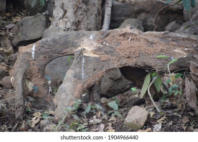 
It is an old tree fallen in the forest, it is found in Kolhan region of Jharkhand.