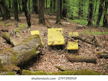 An old tree fallen on a bench in a forest.