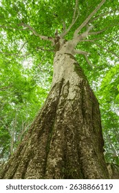 old tree in the forest