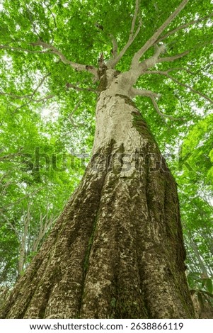 old tree in the forest