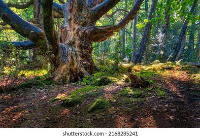 An old tree in the forest. Tree trunk in forest scene. Deep forest scene. Forest background