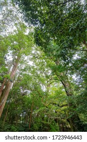 Old Tree Forrest In Japan