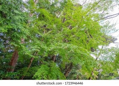 Old Tree Forrest In Japan