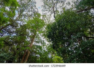 Old Tree Forrest In Japan