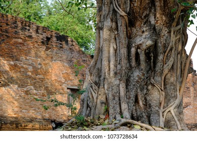 old tree front of brick wall in temple