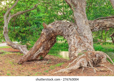 old tree and green leaves in nature background