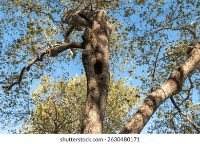 Old tree with hollow trunk and twisted branches casting eerie shadows, perfect for spooky or horror-themed forest scenes