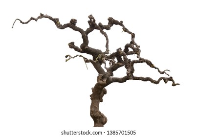 Old tree isolated on white