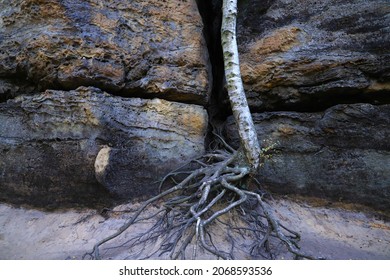An old tree with large roots between a rock crevice along the hiking trail to Prebischtor, Bohemian Switzerland - Czech Republic
