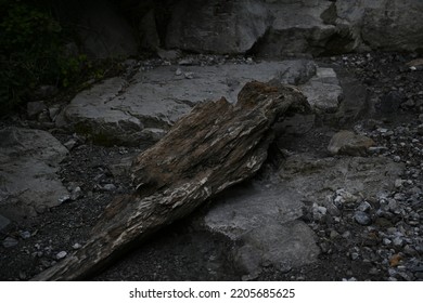 An Old Tree Log After A Flood