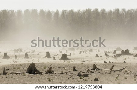 Old tree logs left after dead forest, nature devastating documentary photo. Trees cut down by the river, nature exploatation Stock photo © 