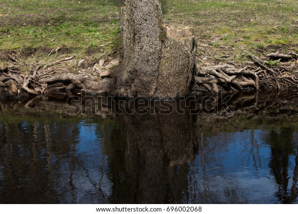 Old Tree Logs Reflection Water Royalty Free Stock Image