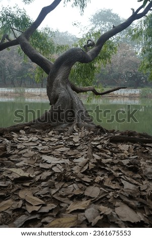 Old Tree in a lonely park, tree beside of a lake, Mysterious tree in a park. Dead leaf downside of a tress