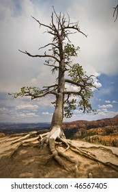 Old tree looking over Bryce Canyon, USA
