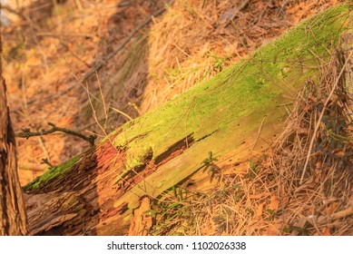 Old Tree Lying On Forest Flor Covered With Green Moss.