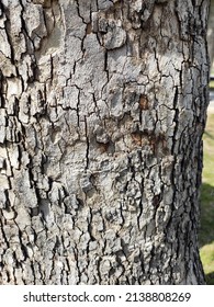 Old tree. Many years old. Close up of bark. Texture - Shutterstock ID 2138808269
