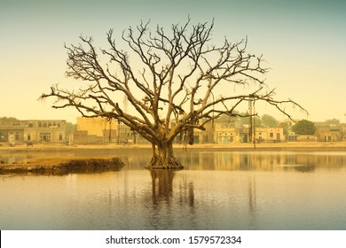 An old tree in the middle of a pond with no leaves in it. There is a village behind the tree which is located in Haryana, India. 