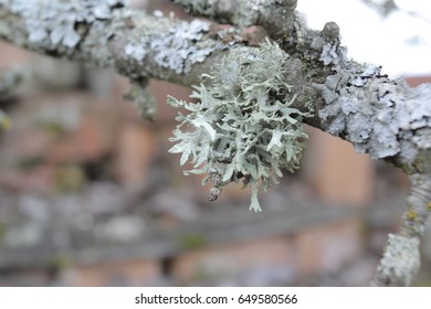 Old tree and moss